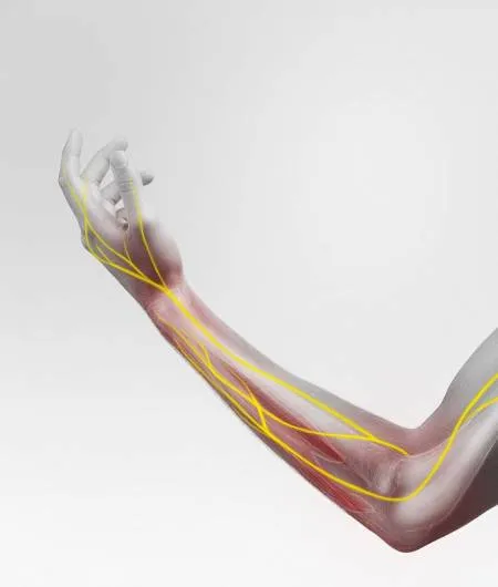 img-1663773551-2233-276-human-arm-anatomy-sh-698593126